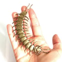Centipede - Brass Insect Ornament