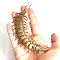 Image 3 of Centipede - Brass Insect Ornament
