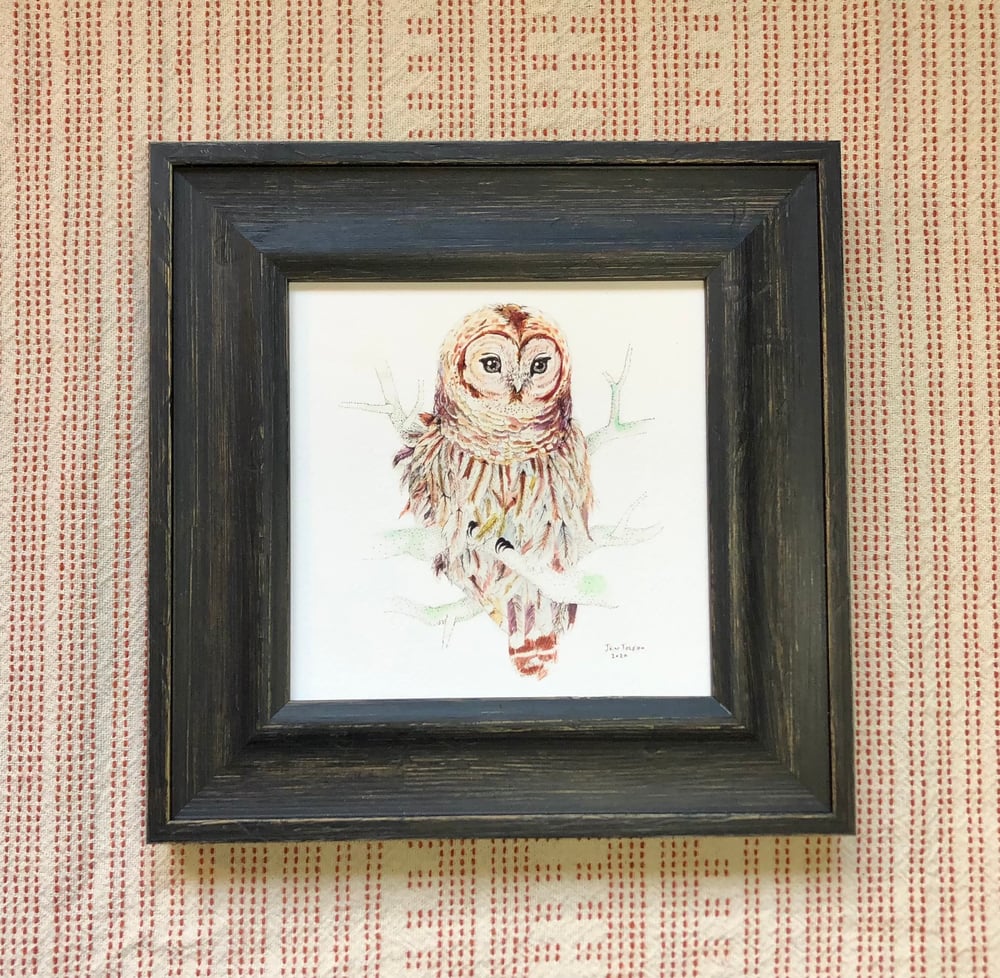 Image of Swallowtail 