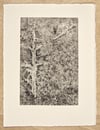 Tree Bones