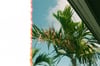 palm tree #1