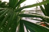 palm tree #3