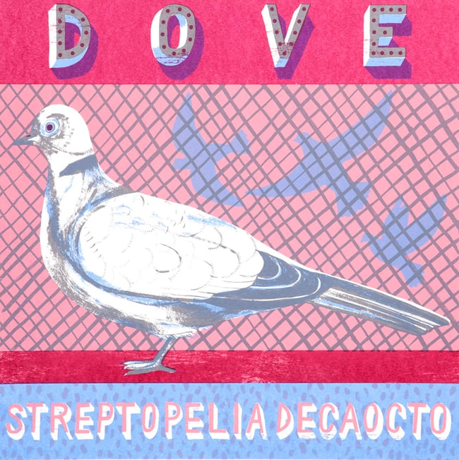 DOVE