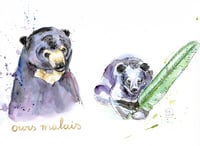 Image 1 of Ours malais
