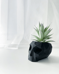 Image 1 of Skull Pot with Succulent