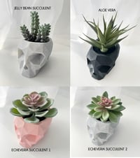 Image 2 of Skull Pot with Succulent
