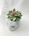 Skull Pot with Succulent