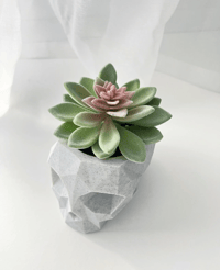 Image 5 of Skull Pot with Succulent