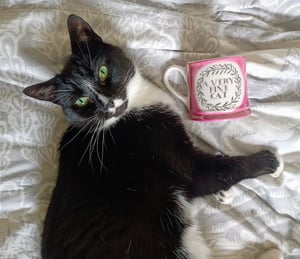 A very fine cat mug - World of Wonders