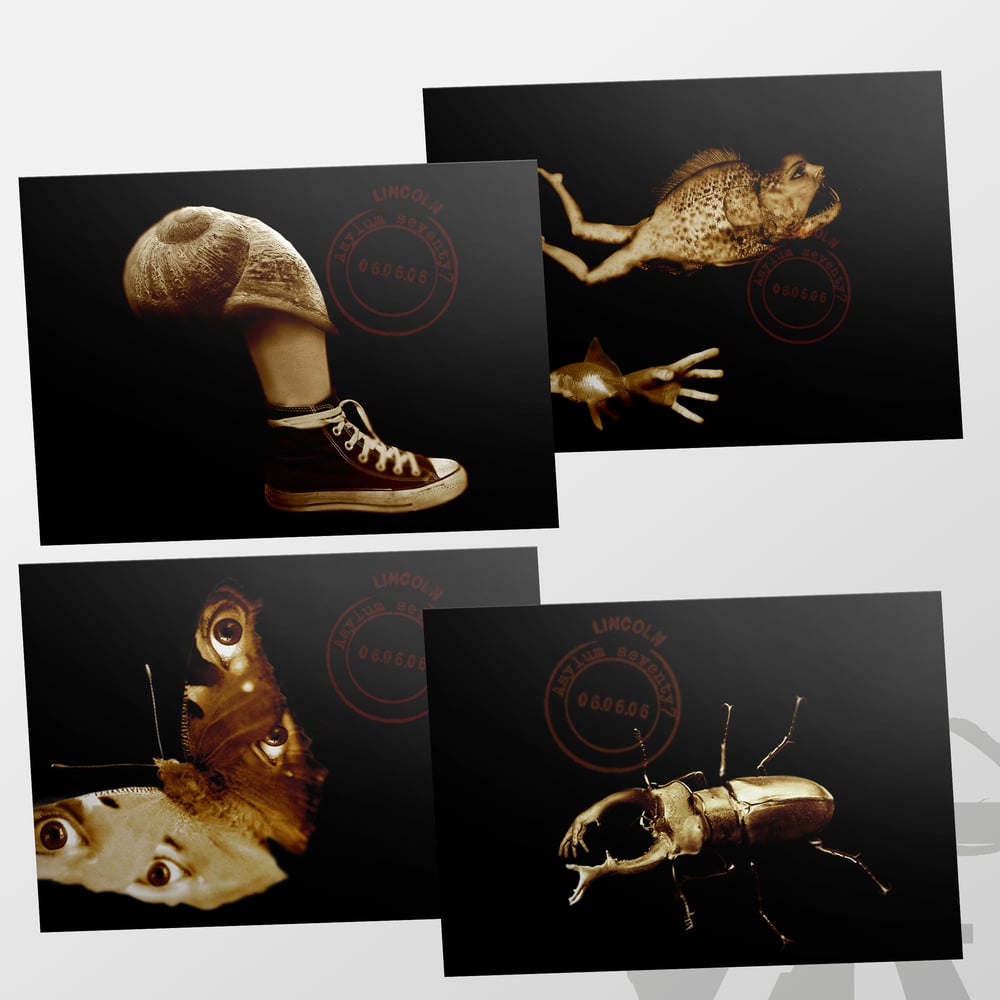 Image of Evolution postcard set