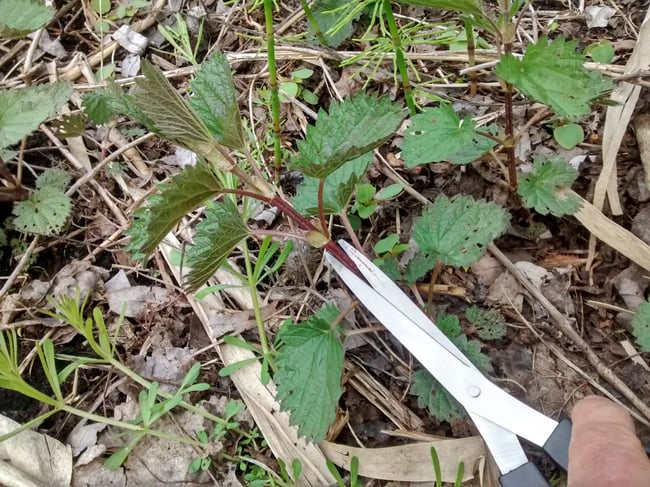 Ortie Séchée - Récolte 2025