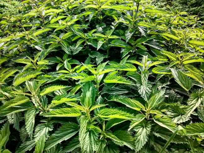 Ortie Séchée - Récolte 2025