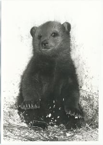 Image of Half polar bear half grizzly bear!!!