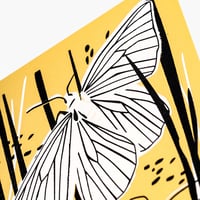 Image 2 of Black Veined Moths
