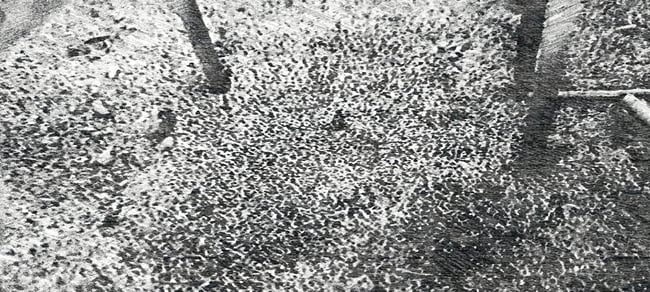 KING ALPHA - LEG FIGHTERS