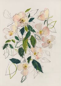 Image 1 of Dog rose no. 2