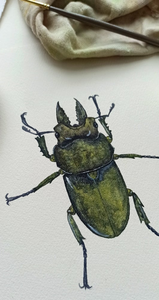 Image of Stag Beetle Watercolor Illustration ORIGINAL ARTWORK 