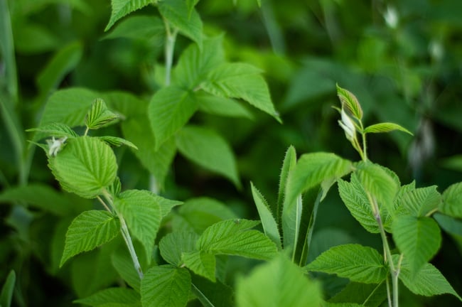 Feuilles de Framboisier (Récolte 2025)