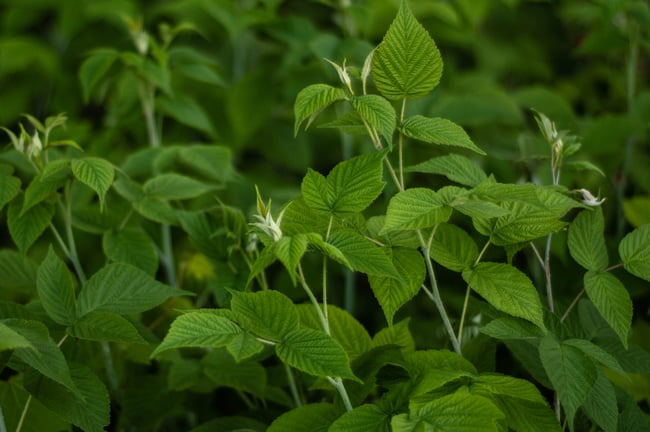 Feuilles de Framboisier (Récolte 2025)
