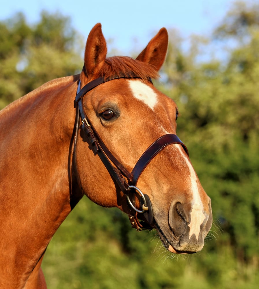 Image of Handmade Leather Bridle 