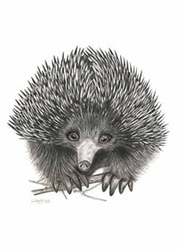 Image 1 of 'Trev' the Echidna Fine Art Print