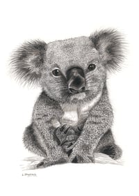 Image 1 of 'Bert' the Koala Fine Art Print