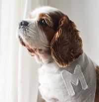 Image 1 of Pet Bandana