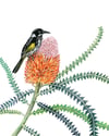 Fine art print | Honeyeater on banksia