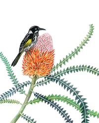 Image 1 of Fine art print | Honeyeater on banksia