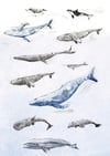 Whale Tea Towel