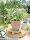 Terracotta Pot with White Ditsy Flower