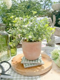 Image 1 of Terracotta Pot with White Ditsy Flower