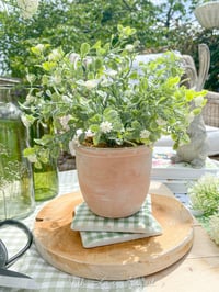 Image 2 of Terracotta Pot with White Ditsy Flower