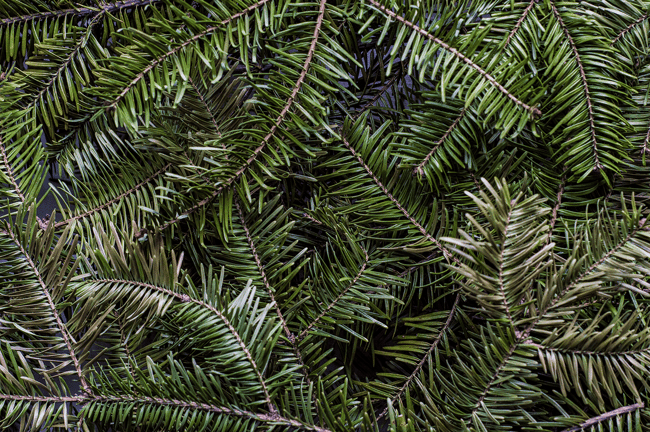 Sapin Baumier Séché