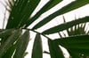 palm tree #4