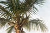 palm tree #2