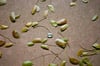 leaves