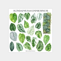 Epipremnum & Scindapsus Sticker Sheet