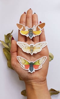 Image 1 of Cicada Insect Sticker Pack, Waterproof and Scratch resistant 