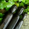 Larger Bog Oak Protection Figures (PF007) (Prices vary)