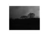 Untitled (Trees)