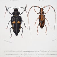 Image 9 of Illustration Ancienne Insectes