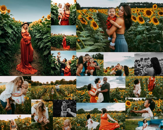 Image of Sunflower Mini Sessions