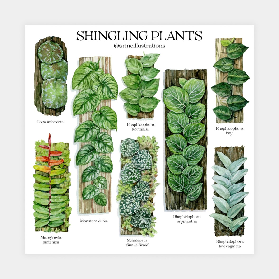Shingling Plants Poster | arineillustrations