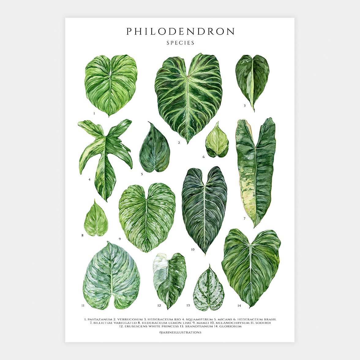 Philodendron Species Poster | arineillustrations