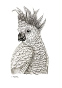 Image 1 of 'Conrad' the Cockatoo Fine Art Print