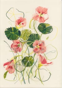 Nasturtiums no. 1