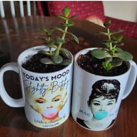 Image 5 of Audrey & Marilyn mug succulents