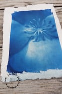 Coeur de fleur - Impression sur Cyanotype (ref08)