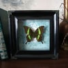 Real framed Papilio palinurus aka Emerald swallowtail